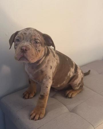 Image 1 of Pocket bully male merl  for sale