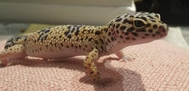 Image 4 of 4year old female leopard Gecko with viv and all accessories