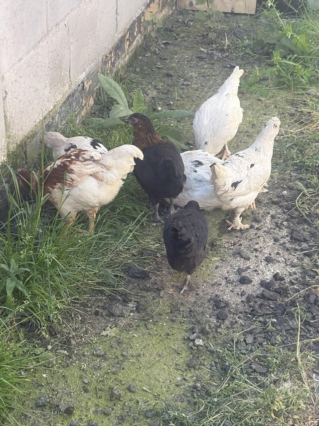 Farmyard mix 8 week old and 5 week old chicks 