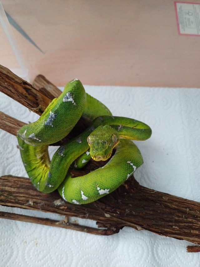 Preview of the first image of Emerald tree boa and terrarium.