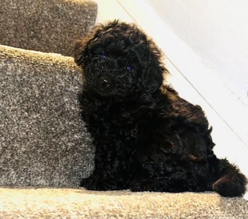 Image 4 of Maltipoo puppies / toy poodle