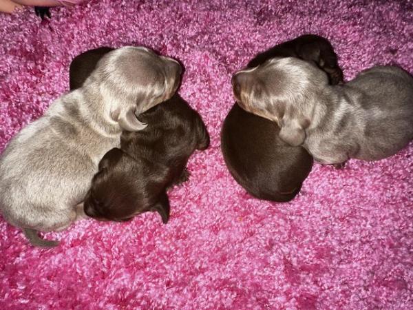 Image 7 of Isabella Tan and chocolate tan miniature dachshund pups