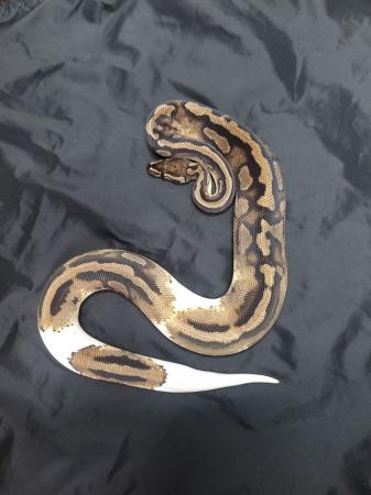 Image 5 of 2 year old.royal python pied male
