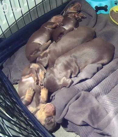 Image 7 of 3 Chocolate & Tan Mini dachshunds