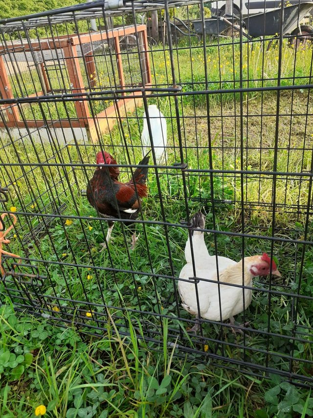 Preview of the first image of Old English bantams 2022 bred.