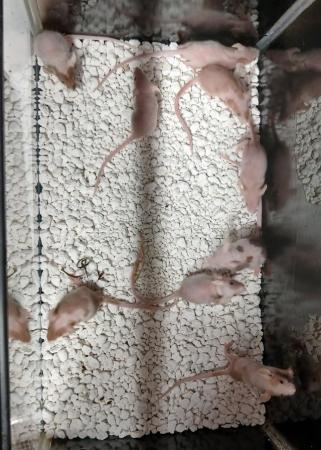 Image 15 of Naked , Tri coloured , curly coated , Fancy coloured mice