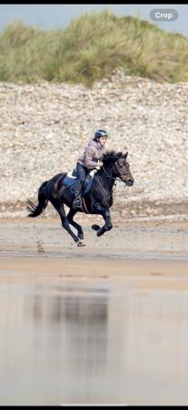 Image 1 of 14.2 h pony for sale Bally