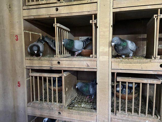 Preview of the first image of Top quality pigeon sprint to middle distance breeding stock.