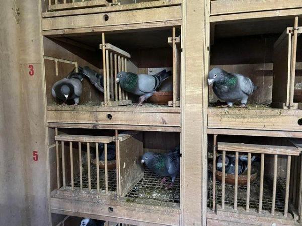 Image 1 of Top quality pigeon sprint to middle distance breeding stock