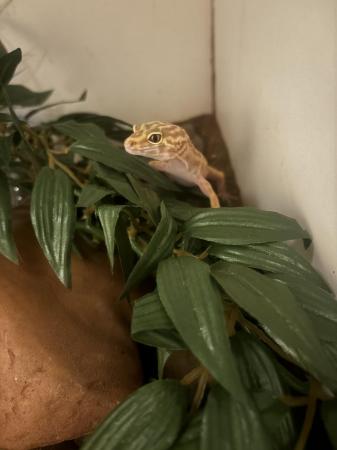 Image 1 of 8 months old mating pair of leopard geckos