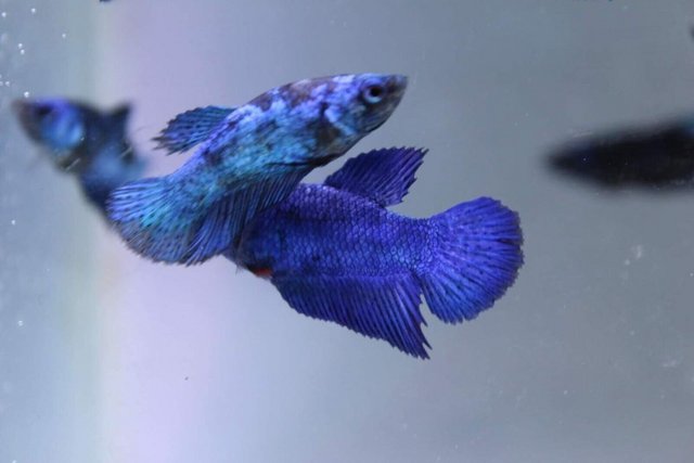 Preview of the first image of Avatar / Galaxy Plakat Betta Fish (£8 each).