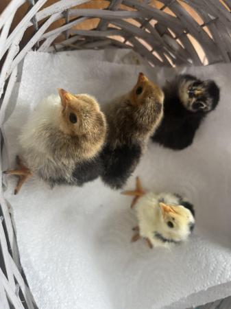 Image 2 of Japanese Frizzle chicks