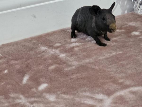 Image 9 of 4 skinny pigs for sale £85 each ready to leave 29th May