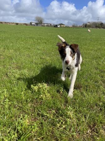 Image 2 of 6 month old collie x huntaway