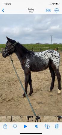 Image 3 of Appaloosa yearling for sale