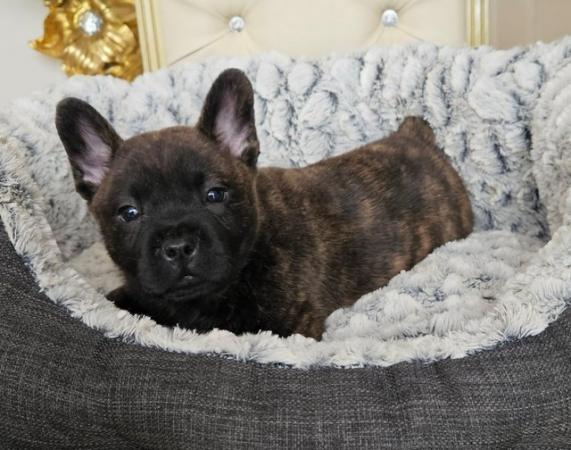 Image 1 of Chow chow x french bulldog