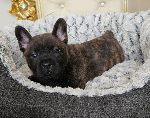Preview of the first image of Chow chow x french bulldog.