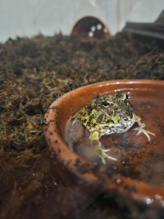 Image 2 of Baby African Bullfrog and Pacman for sale