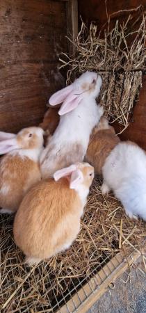 Image 4 of 10 week old baby rabbits
