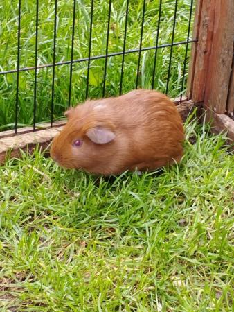 Image 2 of Handsome brindle Guinea pig!