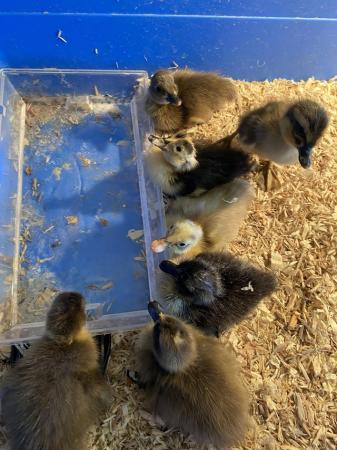 Image 1 of Unsexed Indian Runner Ducklings Available