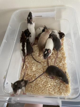 Image 2 of 8 week old dumbo rats for sale