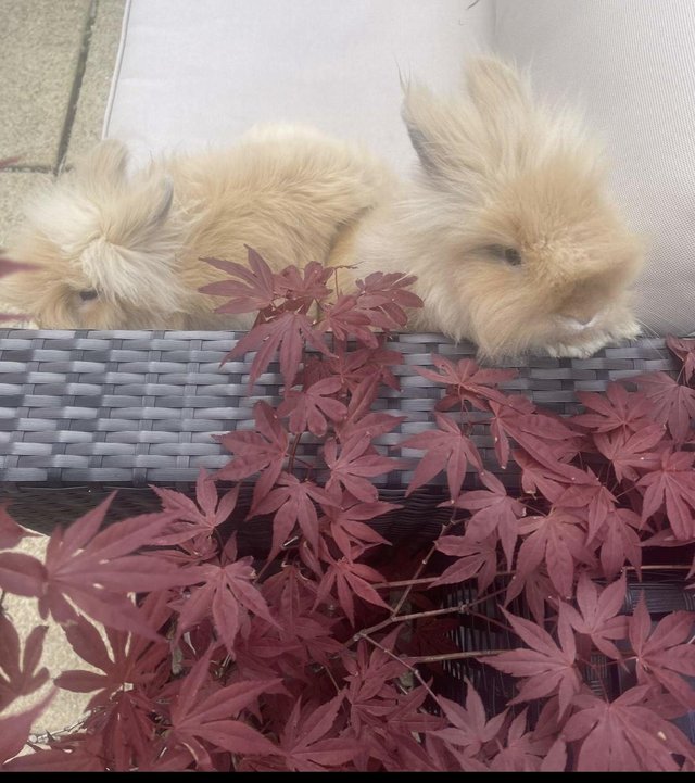 Preview of the first image of 2 beautiful healthy and loving Lion head rabbits.