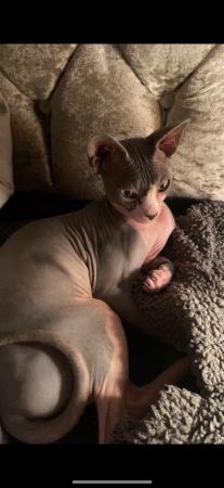 Image 1 of Sphynx Cats Bonded Boys.