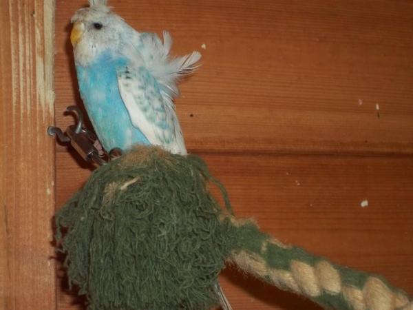 Image 10 of 2023 to 2024 HAGOROMO [HELICOPTER] BABY BUDGIES FOR SALE.
