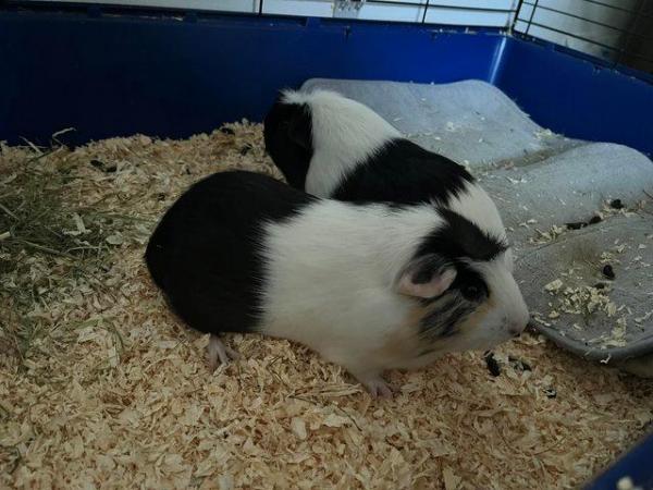 Image 2 of Two boar guinea pigs for sale