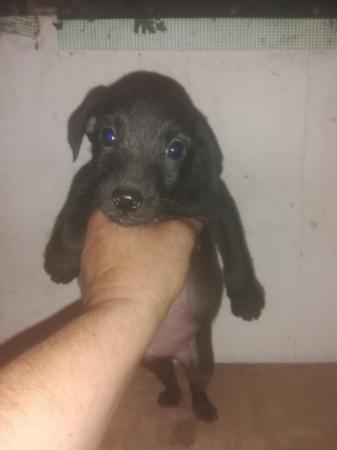 Image 11 of Patterdale terrier pups ready now little livewires