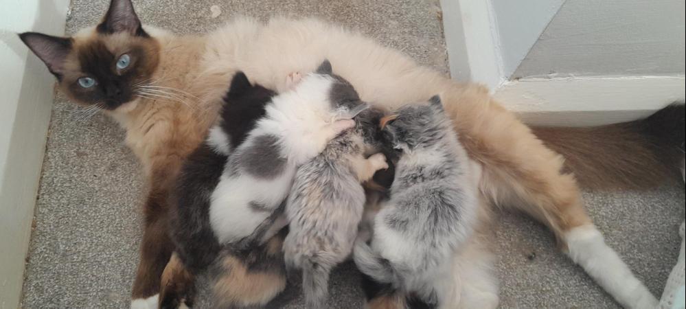 Image 2 of Maine Coon x Ragdoll kittens ready now