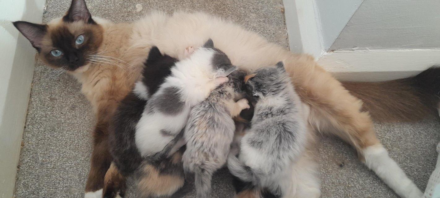 Preview of the first image of Maine Coon x Ragdoll kittens.