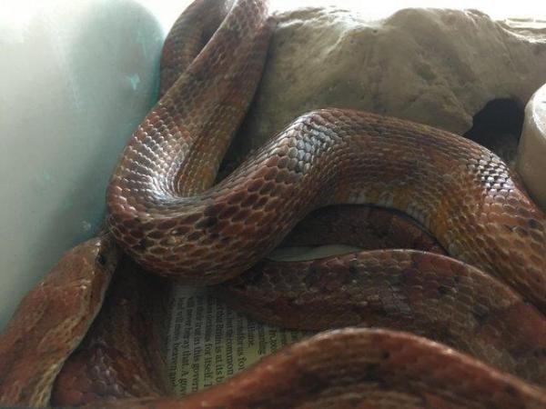 Image 3 of CAPTIVE BRED ADULT CORN SNAKE GREAT PET