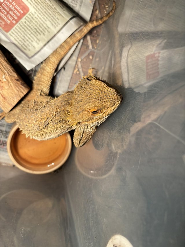 Preview of the first image of Bearded dragon looking for 5* home.