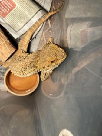 Image 1 of Bearded dragon looking for 5* home