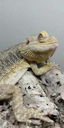 Image 3 of Male bearded dragon and full setup