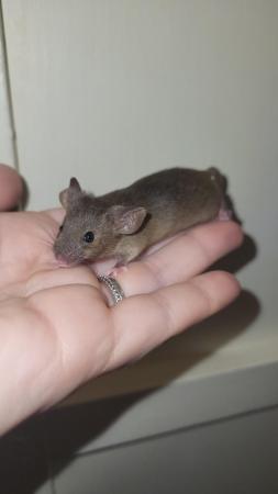 Image 7 of Ready now, beautiful baby mice £2.50 great pets