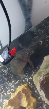 Image 4 of 2 turtles, 1 male & 1 female. Tank, filter and lights