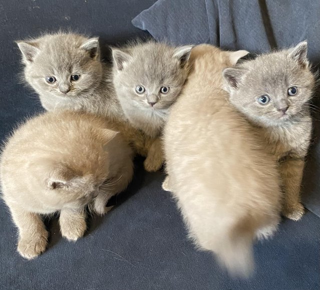 Preview of the first image of British shorthair kittens.