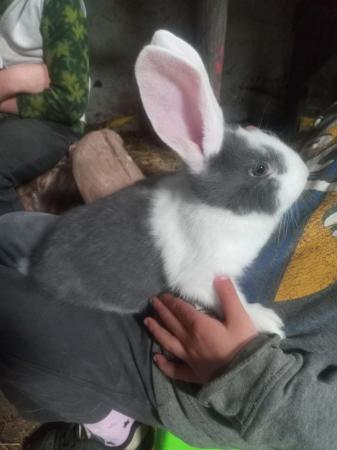 Image 1 of Continental Female Rabbit For Sale