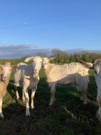Image 3 of Friendly golden guernsey cross Wether goats