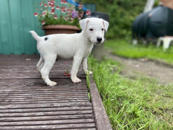 Image 4 of Outstanding pedigree Jack Russell puppies only 2 left!