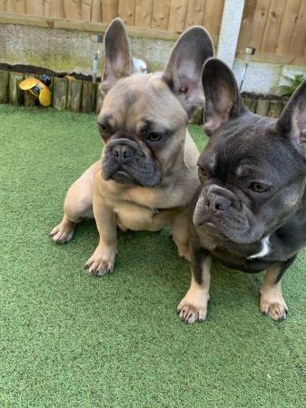 Image 5 of 4 French bulldog puppies ready to leave now
