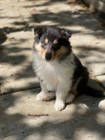 Image 4 of Tri Coloured Rough Collie Pups Available