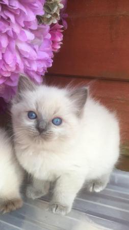 Image 6 of Regis insured fully vaccinated pure Ragdoll kittens £550