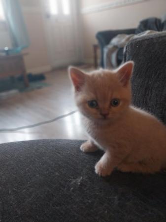 Image 6 of Pedigree Cream British Shorthair Kittens