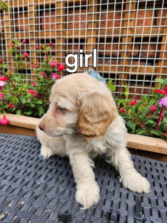 Image 7 of Stunning f1 cockapoo puppies ready now