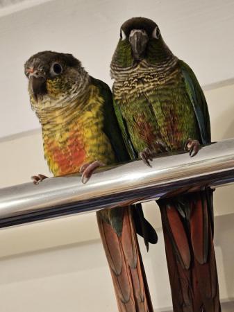 Image 5 of Green cheek conures x2 male and female