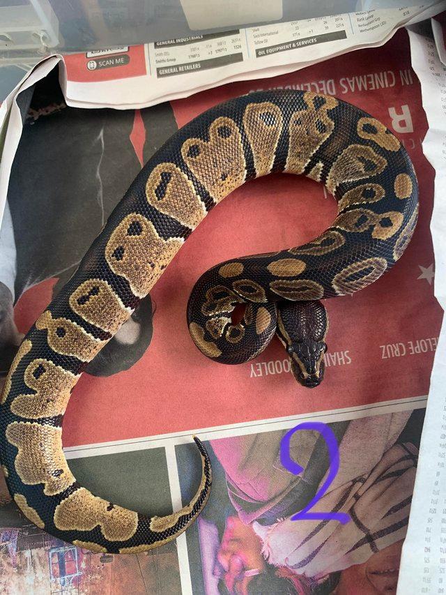 Preview of the first image of Royal python captive bred feeding on defrost.
